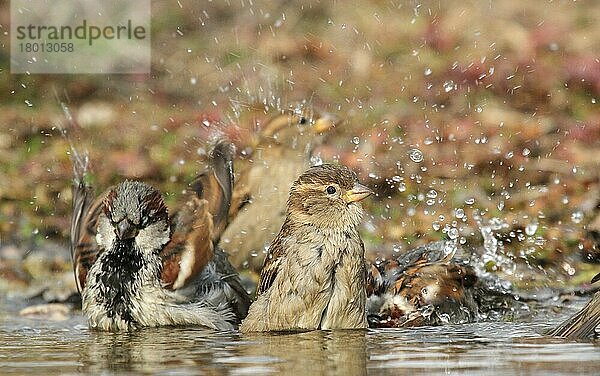 Haussperling (Passer domesticus) erwachsene Männchen und Weibchen  badend  Bulgarien  Januar  Europa