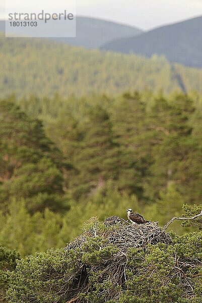 Fischadler (Pandion haliaetus) adult und Küken  auf Nest in Waldkiefer (Pinus sylvestris) während Regenfällen  in Resten von Kiefernwald-Lebensraum  Kaledonischer Wald  Cairngorms N. P. Highlands  Schottland  Juli