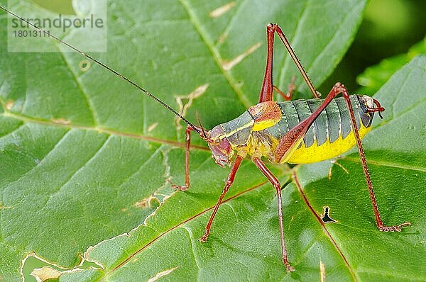 Phaneropterinae  Andere Tiere  Insekten  Tiere  Laubheuschrecken  Bush-cricket (Barbitistes onustus) adult  standing on Italy  july
