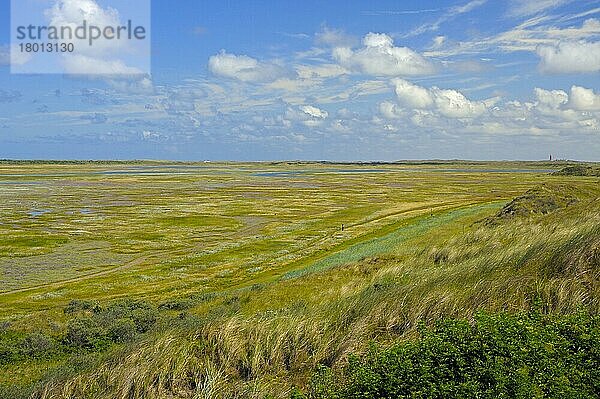 Naturschutzgebiet De Slufter  Blick von Aussichtsdüne  Insel Texel  Nordsee  Nordholland  Niederlande  Europa