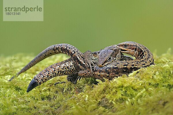 Gewöhnliche Eidechse (Zootoca vivipara)  erwachsenes Paar  Paarung auf Moos im Moor  Abergavenny  Monmouthshire  Wales  März