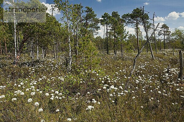 Labrador-Tee (Rhododendron tomentosum) Blütenmasse  wächst im Moor-Lebensraum  Meenikunno Maastikukaitseala Reservat  Estland  Juni  Europa