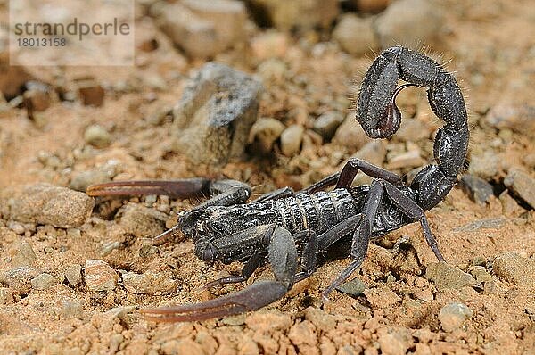 Andere Tiere  Spinnen  Spinnentiere  Tiere  Skorpione  Scorpion (Hottentotta franzwerneri) adult  in desert  Morocco  january