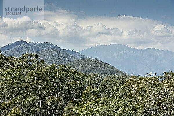 Waldhabitat der Gummibaumrinde (Eucalyptus delegatensis)  alpiner N. P. Great Dividing Range  Victoria  Australien  Februar  Ozeanien