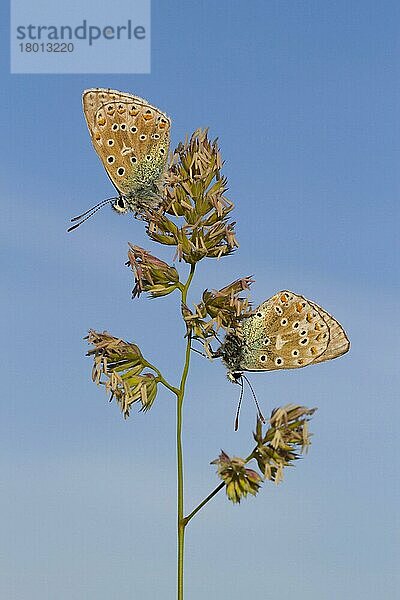 Adonisblau (Lysandra bellargus) zwei erwachsene Männchen  schlafen auf dem Blütenkopf des Knaulgrases (Dactylis glomerata)  Causse de Gramat  Zentralmassiv  Region Lot  Frankreich  Mai  Europa