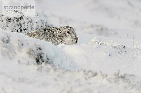 Berghase (Lepus timidus) erwachsen  im Winterfell  in Form sitzend am schneebedeckten Hang  Grampian Mountains  Highlands  Schottland  Januar