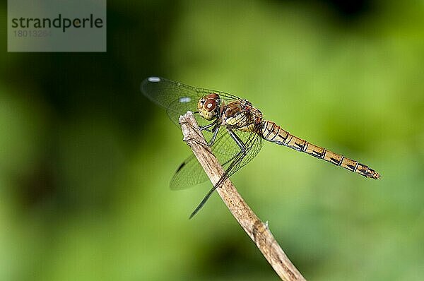 Gewöhnlicher Schlangenhalsvogel (Sympetrum striolatum)  erwachsenes Weibchen  auf dem Stamm ruhend  Canvey Wick  Canvey Island  Themsemündung  Essex  England  August