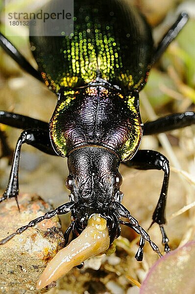 Olimpia's Ground Beetle (Carabus olympiae) erwachsen  ernährt sich von Schnecken  Italien  Europa
