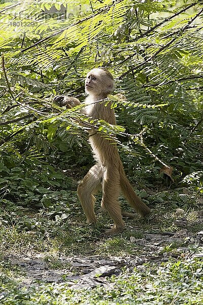 Weißstirnkapuziner (Cebus albifrons)  Weissstirnkapuzineraffe  Weissstirnkapuzineraffen  Affen  Kapuzinerartige  Primaten  Säugetiere  Tiere  White fronted Capuchin Monkey  South America