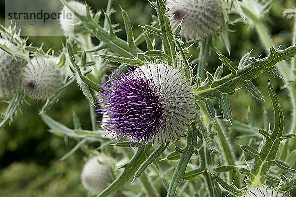 Wollkopf-Kratzdistel  Wollköpfige Kratzdistel (Cirsium eriophorum)  Korbblütengewächse  Flowers of large woolly thistle  growing on downland  West Berkshire