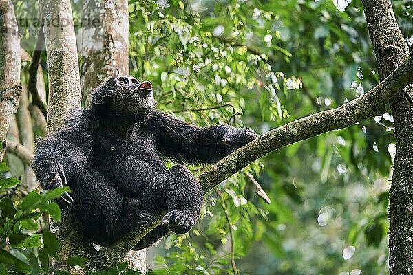 Schimpanse (Pan troglodytes schweinfurthii) Männchen singt im Baum  Kibale-Nationalpark  Uganda  Afrika