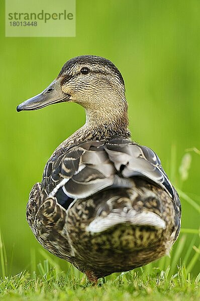 Stockenten (Anas platyrhynchos)  erwachsene Frau  stehend auf einem Bein  Reedham  The Broads  Norfolk  England  Juni