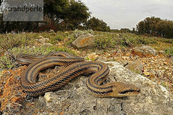 Vierstreifennatter  Vierstreifennattern (Elaphe quatuorlineata)  Andere Tiere  Reptilien  Schlangen  Tiere  Four-lined Snake adult  on rocks in habitat  Croatia  april