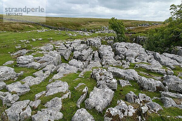 Kalksteinaufschlüsse mit typischen Erosionsmustern von Schürfwunden und Klumpen an den Flanken des Hügels  Ingleborough  Yorkshire Dales N.P.  North Yorkshire  England  August