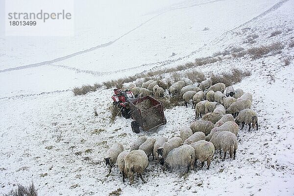 Hausschafe  Swaledale-Herde  die sich während eines Schneesturms auf schneebedeckter Weide neben Quad und Anhänger mit Futter ernährt  Cumbria  England  Februar