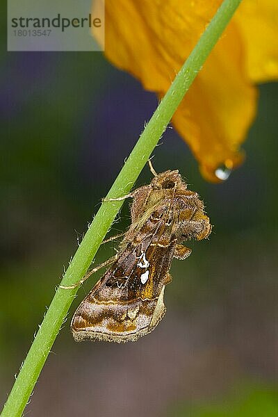 Goldener Y (Autographa jota)  erwachsen  auf dem Blütenstiel von Walisischem Mohn (Meconopsis cambrica) ruhend  Powys  Wales  Juni