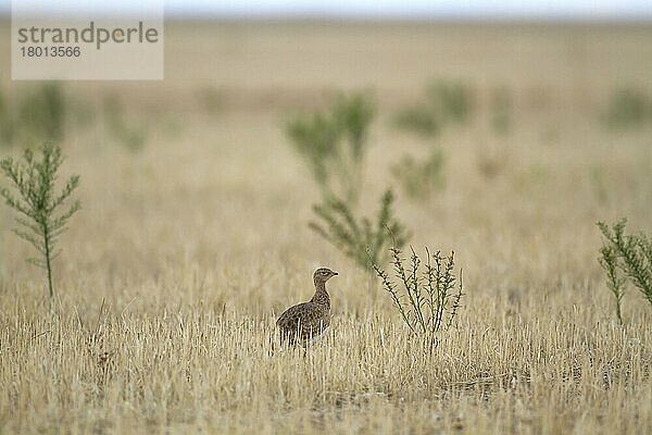 Erwachsener Zwergtrappe (Tetrax tetrax)  stehend im Feld während der Herbstwanderung  Kastilien und Leon  Spanien  September  Europa