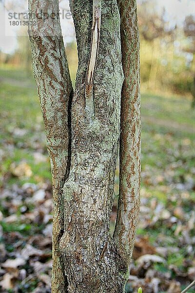 Wandernder Baum (Viburnum lantana) Nahaufnahme des Stammes  im Wald wachsend  Vicarage Plantation  Mendlesham  Suffolk  England  März