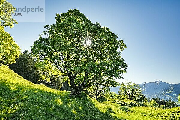 Sonne scheint druch Bergahorn und bildet Sonnenstern  im Bergfrühling mit Alpsteinmassiv im Hintergund  bei Ennetbühl im Toggenburg  Kanton St. Gallen  Schweiz  Europa