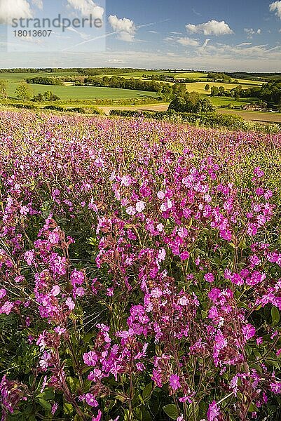 Rote Lichtnelke  Rotes Leimkraut (Silene dioica)  Rote Nachtnelke  Rote Waldnelke  Taglichtnelke  Herrgottsblut  Nelkengewächse  Red Campion flowering maß  growing on arable farmland in evening sunlight  Kent  England  May