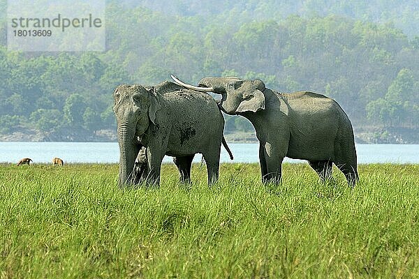 Asiatischer Elefant (Elephas maximus indicus)  erwachsenes Männchen  Weibchen und Kalb  wobei das erwachsene Männchen in Balzgeste die Stoßzähne auf den Rücken des erwachsenen Weibchens legt  stehend im Grasland  Jim Corbett N. P. Uttarkhand  Indi