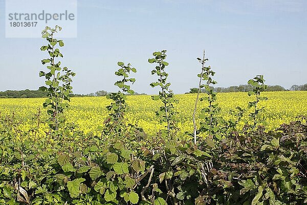 Gewöhnliche Hasel (Corylus avellana) wächst in der Hecke am Rande eines Rapsfeldes (Brassica napus)  Thorner  West Yorkshire  England  Mai