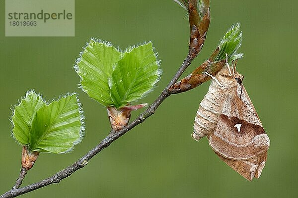 Tau Emperor (Aglia tau) erwachsenes Weibchen  auf einem Zweig der Rotbuche (Fagus sylvatica) mit neu geöffneten Blättern schlafend  Larven-Nahrungspflanze  Italien  April  Europa