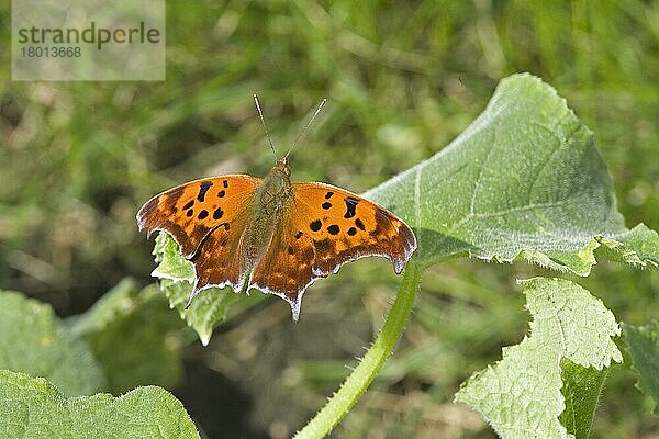 Fragezeichen (Polygonia interrogationis) erwachsen  auf Gurkenblatt im Garten ruhend  North Dakota (U.) S. A. September