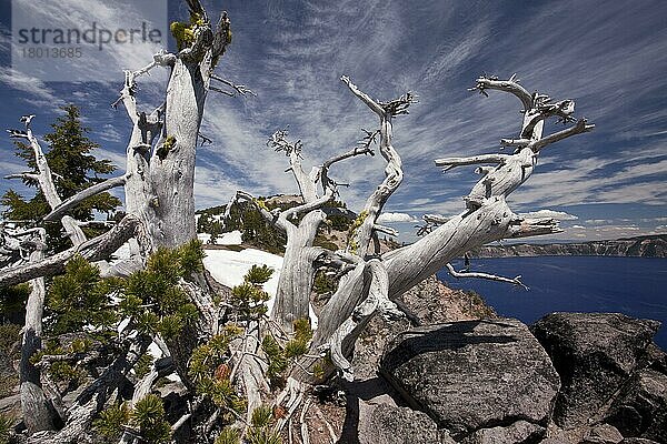 Weissrindenkiefer (Pinus albicaulis) alter Wuchs  wächst am Kraterrand in 7000ft. (2200m)  Kratersee  Kratersee N. P. Cascade Mountains  Oregon (U.) S. A. Juli