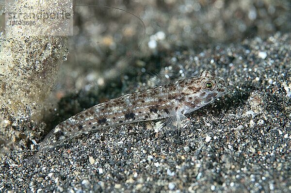 Schwarzgefleckte Sandgobi (Istigobius nigroocellatus) adult  getarnt auf schwarzem Sand  Lembeh-Straße  Sulawesi  Sunda-Inseln  Indonesien  September  Asien