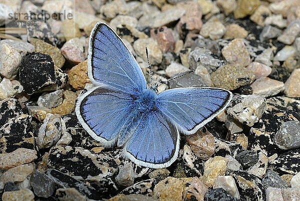 Turquoise Blue (Plebicula dorylas)  erwachsener Mann  auf felsigem Hang ruhend  Sierra de Guara  Pyrenäen  Aragon  Spanien  Juni  Europa