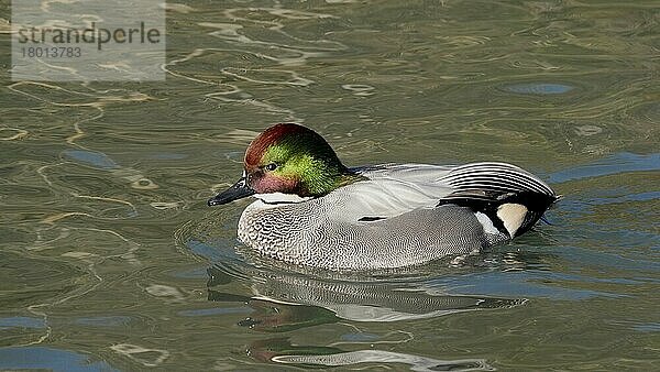 Falkenente (Anas falcata) erwachsenes Männchen  schwimmend (in Gefangenschaft)