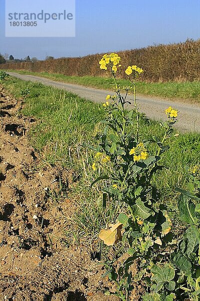 Ölsaatenraps (Brassica napus) blüht  wächst als Unkraut am Straßenrand neben einem Ackerfeld  Mendlesham  Suffolk  England  März