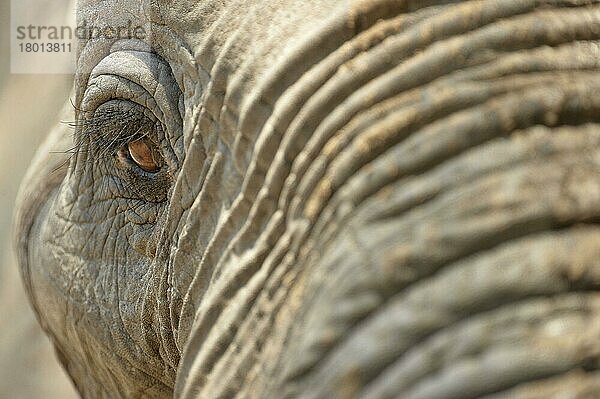 Afrikanischer (Loxodonta africana) Elefantnische Elefanten  Elefanten  Säugetiere  Tieren Elephant adult  close-up of eye  Mana Pools N. P. Zimbabwe  November