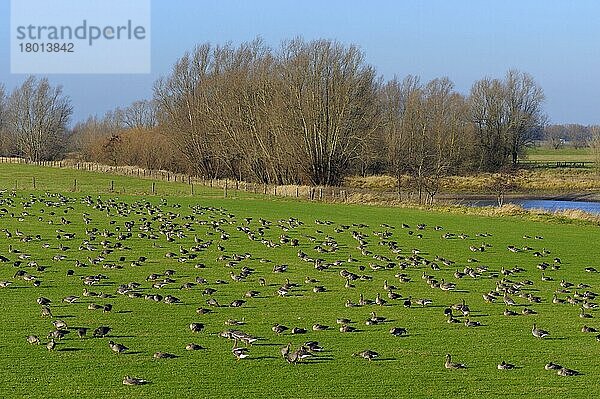 Blässgänse  Schwarm auf Wiese  Dezember  Rees  Niederrhein  Nordrhein-Westfalen  Deutschland  Europa