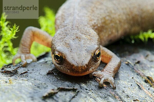 Fadenmolch  Fadenmolche (Triturus helveticus) Leistenmolch  Leistenmolche  Amphibien  Andere Tiere  Molch  Molche  Tiere  Palmate Newt adult female  close-up of head and forelegs  on log in garden  Belvedere  Bexley  Kent  Engl