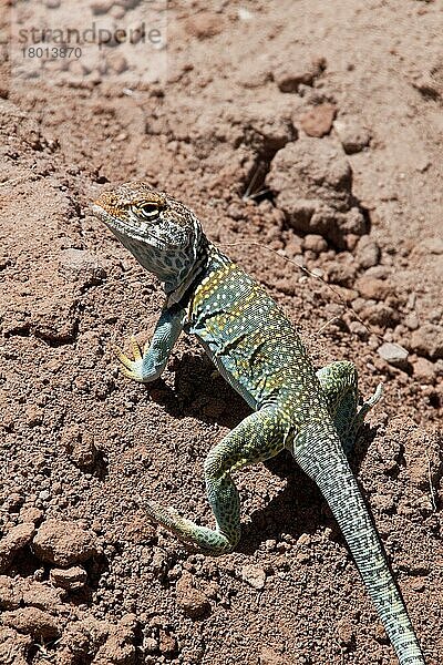 Halsbandleguan  Halsbandleguane  Andere Tiere  Leguane  Reptilien  Tiere  Collared Lizard male -Utah America