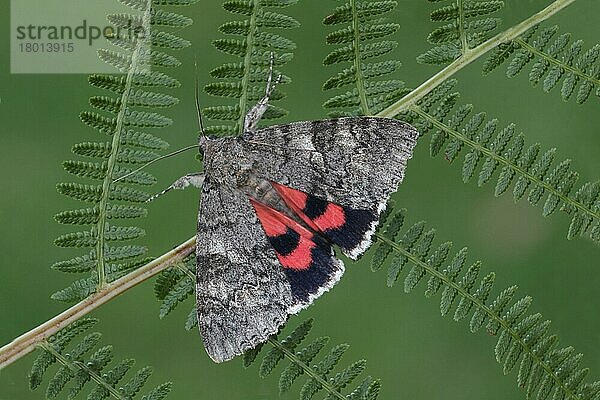 Red Underwing Moth (Catocala nupta) erwachsenes Männchen  Hinterflügelfarbe freilegend  auf Farnwedel ruhend  Leicestershire  England  August