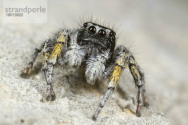 Goldaugenspringspinne  Goldaugenspringspinnen (Philaeus chrysops)  Andere Tiere  Spinnen  Spinnentiere  Tiere  Springspinnen  Jumping Spider adult male  Ile St. Martin  Aude  Languedoc-Roussillon  France  May