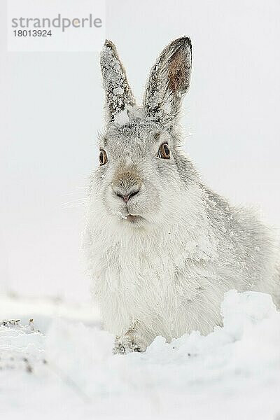 Berghase (Lepus timidus) erwachsen  im Winterfell  in Form sitzend am schneebedeckten Hang  Grampian Mountains  Highlands  Schottland  Januar