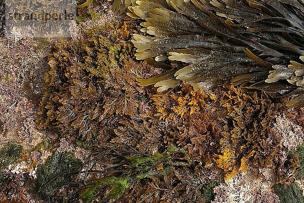 Pfefferstöcke (Laurencia pinnatifida) Wedel im Rockpool  Kimmeridge Bay  Dorset  England  März