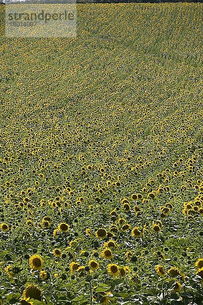 Sonnenblumenfeld  Ungarn  Europa