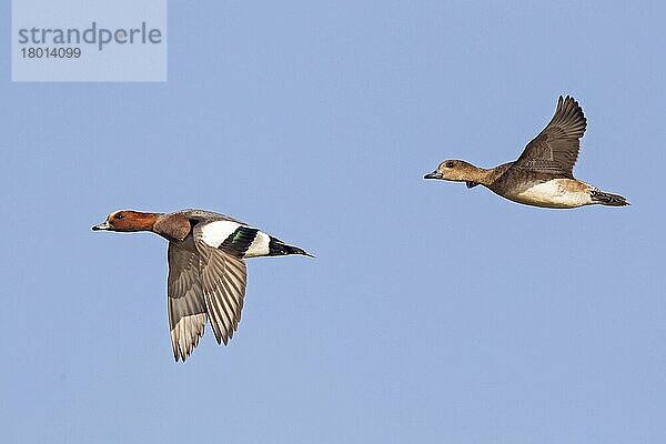 Eurasische Pfeifente (Anas penelope)  erwachsenes Paar  im Flug  Gloucestershire  England  Februar