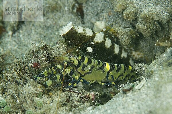 Erwachsene Marmorschnappgarnele (Alpheus rapax) und erwachsene Sattelgarnele (Cryptocentrus leucostictus) am Eingang zum gemeinsamen Bau  Candidasa  Bali  Kleine Sunda-Inseln  Indonesien  August  Asien