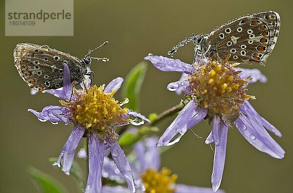 Gewöhnliches Blau (Polyommatus icarus) zwei erwachsene Tiere  ruhen auf europäischen Michaelisblüten (Aster amellus)  die nach der Übernachtung mit Tau bedeckt sind  Frankreich  Oktober  Europa