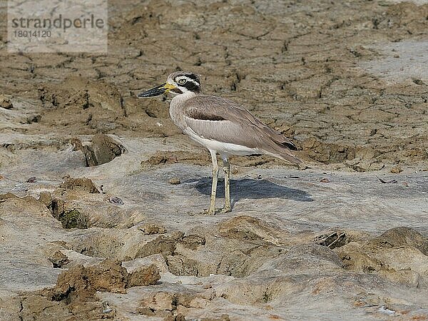 Großes Dickknie (Esacus recurvirostris) erwachsen  stehend auf trockenem Schlamm  Sri Lanka  Februar  Asien