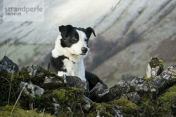 Haushund  Border Collie  arbeitender Schäferhund  erwachsen  zwischen Felsen im Moor liegend  Cumbria  England  Februar