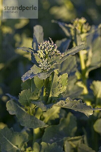 Ernte von Raps (Brassica napus)  Nahaufnahme der ungeöffneten Blütenknospen  Warmwell  Dorset  England  April