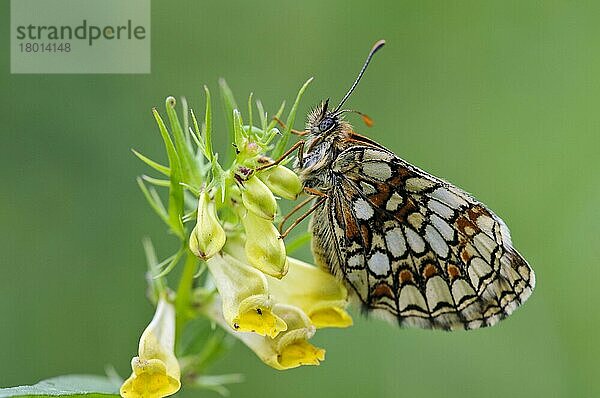 Heide-Scheckenfalter (Melitaea athalia)  adult  rastet auf einer Larven-Nahrungspflanze des Gemeinen Kuhweizens (Melampyrum pratense) im Wald  East Blean Woods National Nature Reserve  Kent  England  Juni