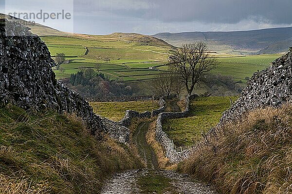 Bridleway schlängelt sich zwischen Trockenmauern im Ackerland des Hochlands  Pennine Bridleway  in der Nähe von Stainforth  Yorkshire Dales N. P. North Yorkshire  England  November